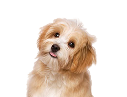 幼犬養(yǎng)護(hù)