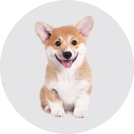 如何為幼犬準備新家生活？