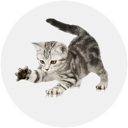 如何為幼貓準(zhǔn)備新家生活？